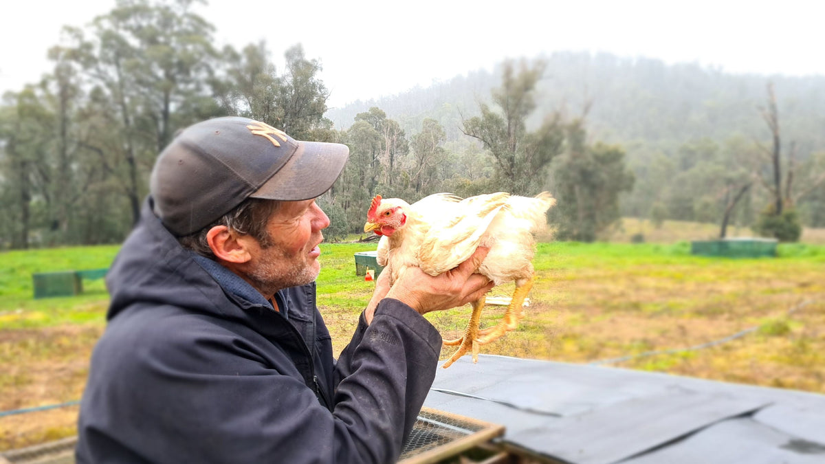 Go Country Hats (Chickens)