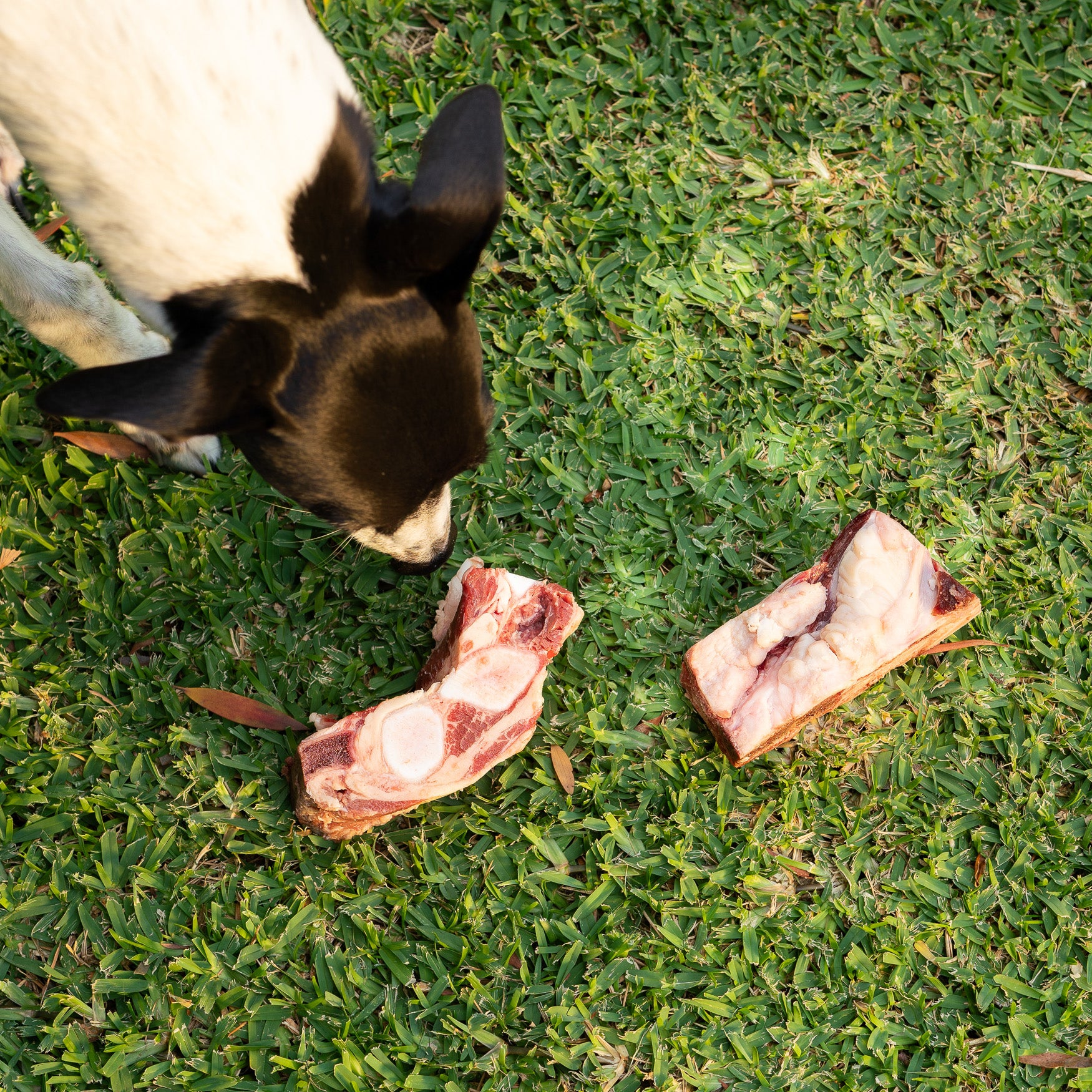 Raw Beef Brisket Bones - for Dogs (2kg)