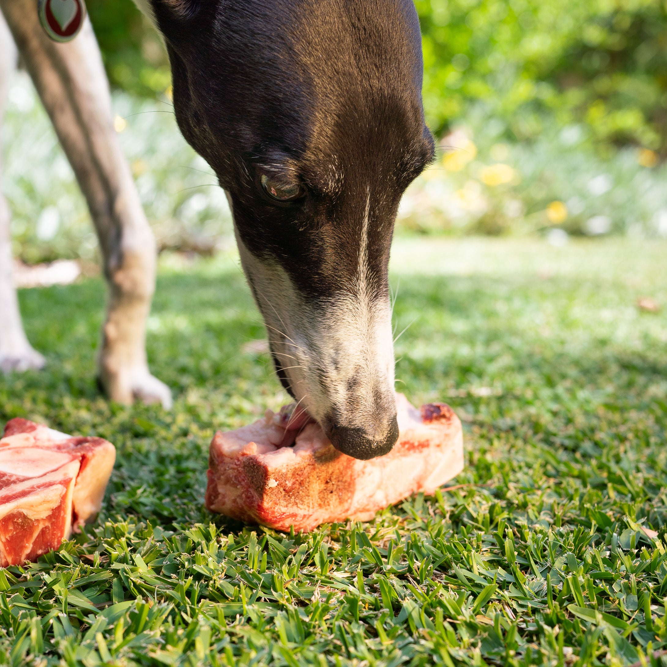 Raw Beef Brisket Bones - for Dogs (2kg)