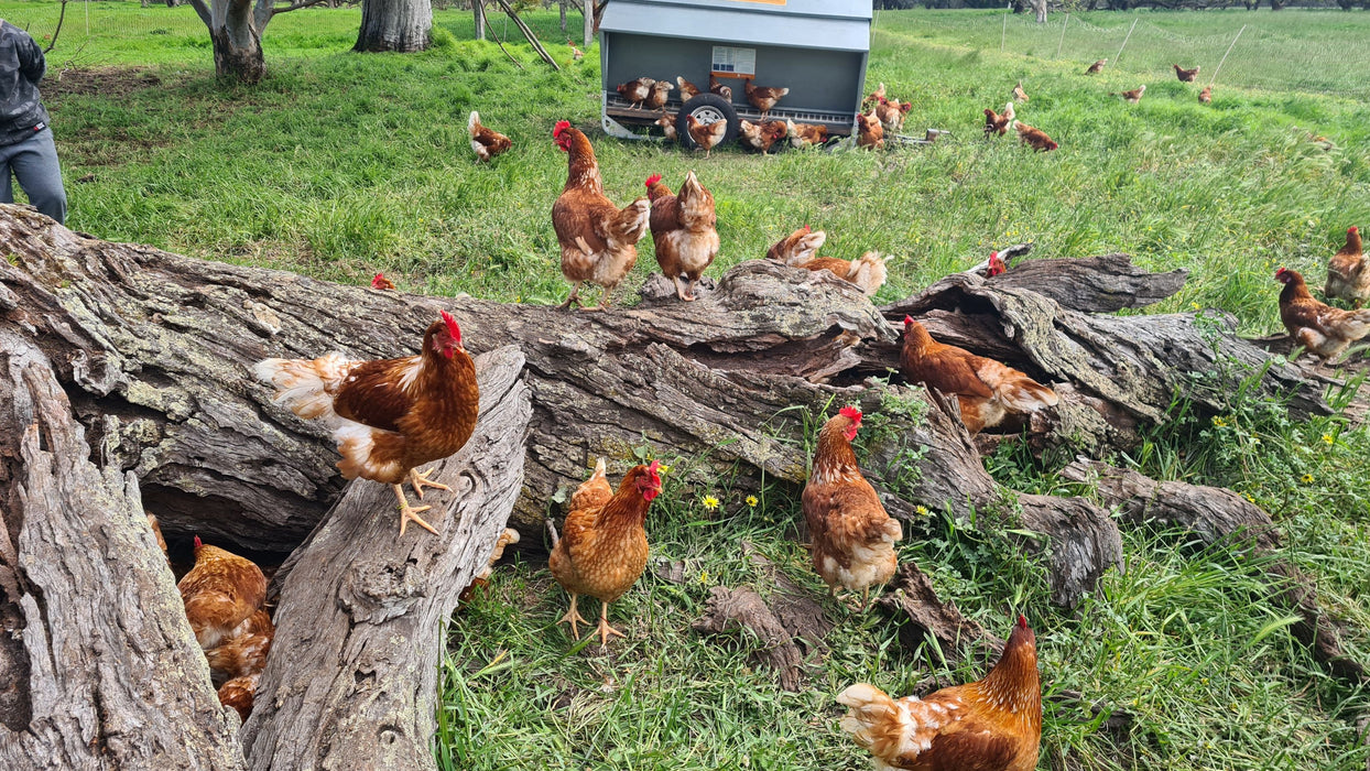 Pasture Raised Eggs - 1 dozen